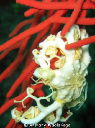A young albino basket star on a red sea fan by Anthony Wooldridge 